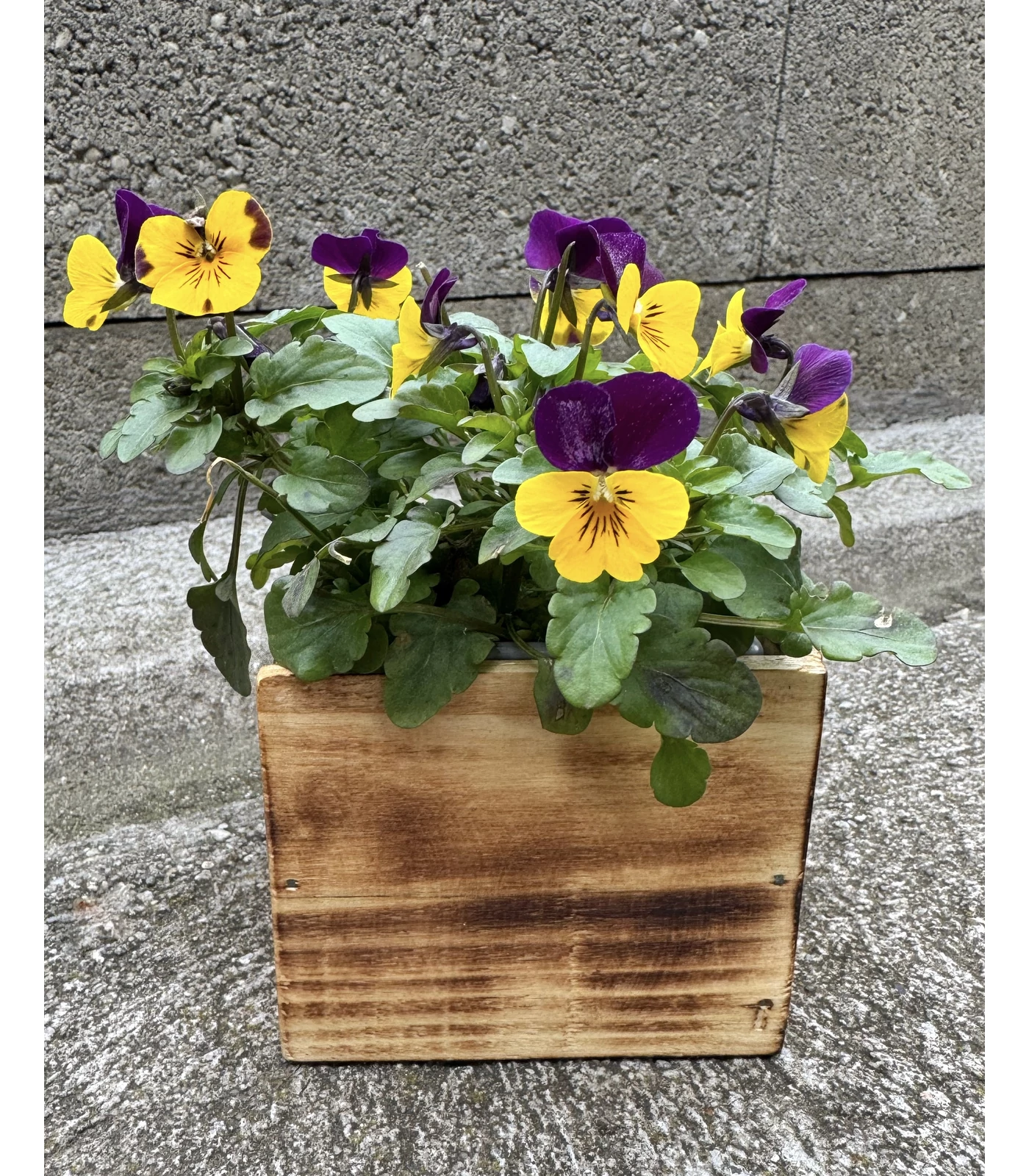 Virág kaspó 10*10*8 cm