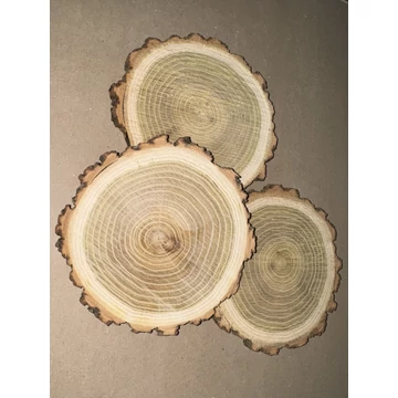 Akácfa korong 13 cm – natúr, csiszolatlan